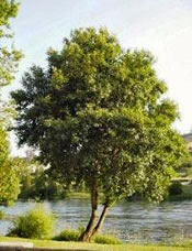amieiro